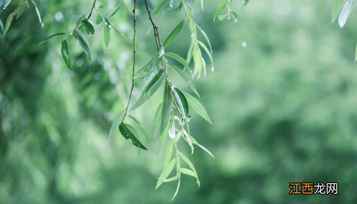 花叶发黄是什么原因怎么治 叶子发黄是什么原因