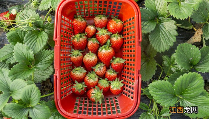 草莓采摘季节是几月份 草莓采摘季节