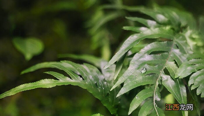 植物标本制作的方法和过程简单 植物标本制作的方法和过程