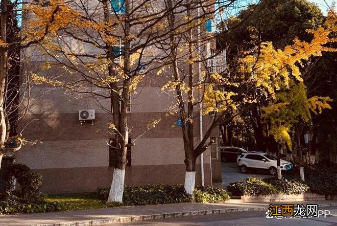 卷起来!一起沉溺在玉溪这片金黄里