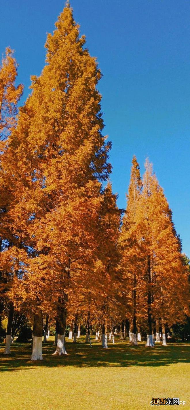 卷起来!一起沉溺在玉溪这片金黄里