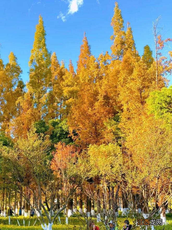 卷起来！一起沉溺在玉溪这片金黄里