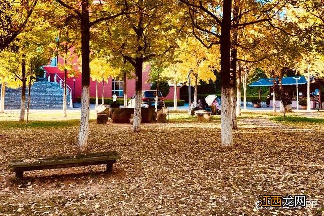 卷起来!一起沉溺在玉溪这片金黄里