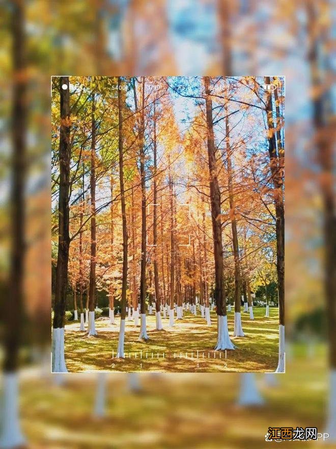 卷起来!一起沉溺在玉溪这片金黄里