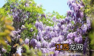 紫藤花什么时候开花 紫藤花何时开花