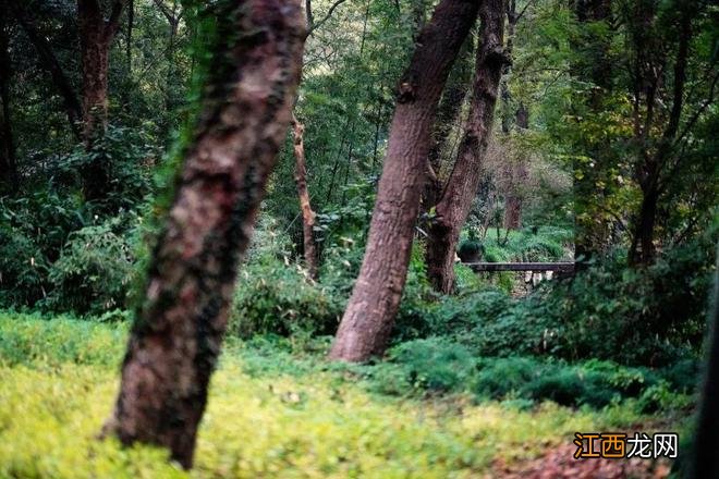 杭州灵隐寺旁的千年古村法云，还原18世纪中国古村落的返璞归真