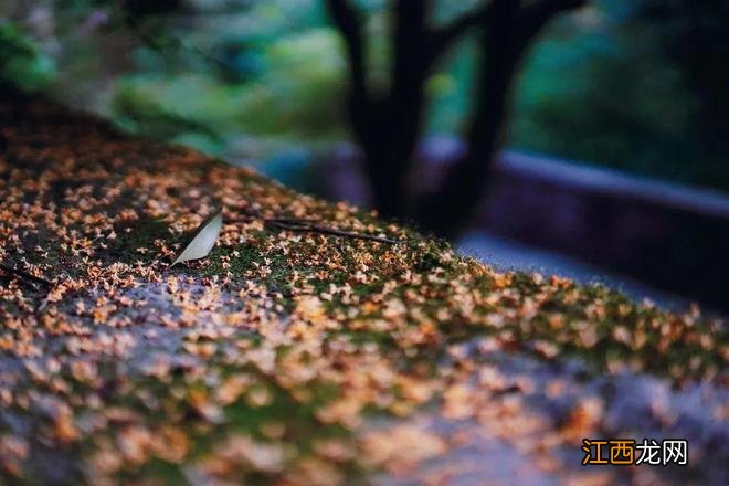 杭州灵隐寺旁的千年古村法云，还原18世纪中国古村落的返璞归真