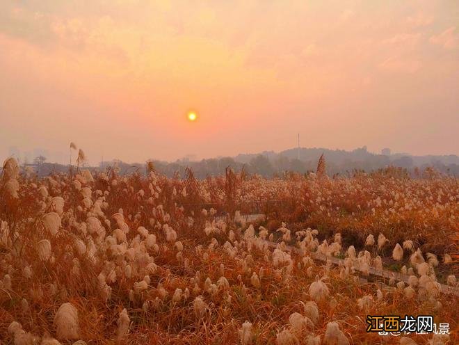 长沙一小岛走红,比橘子洲人少适合遛娃赏秋,免费却少有游客知!