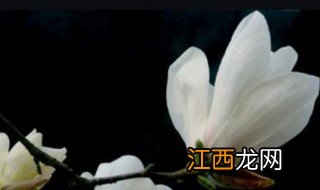 怎么区分辛夷花和玉兰花 辛夷花和玉兰花的区别