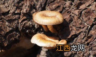 柳树上的蘑菇叫什么名字 柳树上的蘑菇什么时候发现的