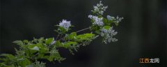 九里香一年开几次花,怎么繁殖 九里香一年开几次花