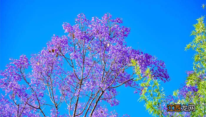 蓝花楹花期多长时间 蓝花楹花期