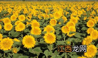 矮向日葵是一次性的吗 矮向日葵是不是一次性的