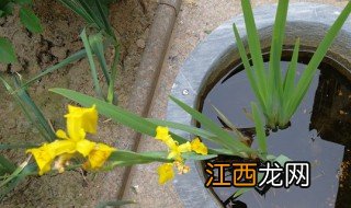 菖蒲怎么养才能更旺盛 菖蒲的养殖方法