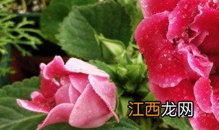 大岩桐花怎么养 大岩桐花养殖方法