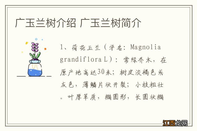 广玉兰树介绍 广玉兰树简介