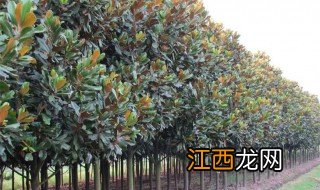 广玉兰树介绍 广玉兰树简介