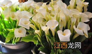 马蹄莲是什么 马蹄莲属于什么植物呢