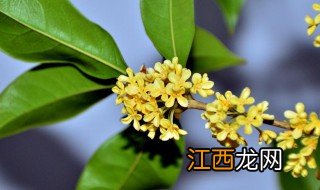 桂树和桂花树有区别吗 桂树和桂花树它们有没有区别呢