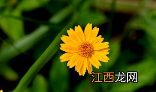 菊花的特点是什么呢 关于菊花的特点介绍