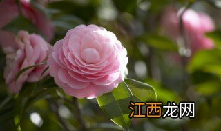 茶花怎么养才能安全过冬 茶花冬天怎么养才能安全过冬?