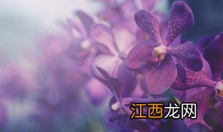 兰花怎么养才能安全过冬 兰花冬天怎么养才能安全过冬