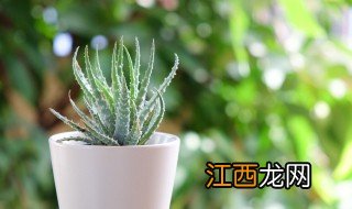 芦荟怎么养才能安全过冬，芦荟怎么养才能安全过冬视频