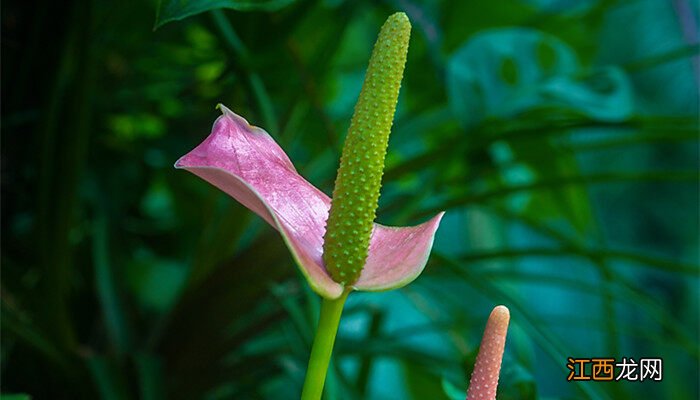 火鹤花的养殖方法和注意事项 火鹤花的养殖方法