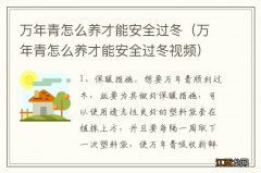 万年青怎么养才能安全过冬视频 万年青怎么养才能安全过冬