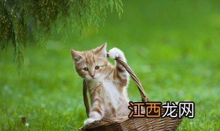 猫草多久喂一次喂多少 猫草多久喂一次