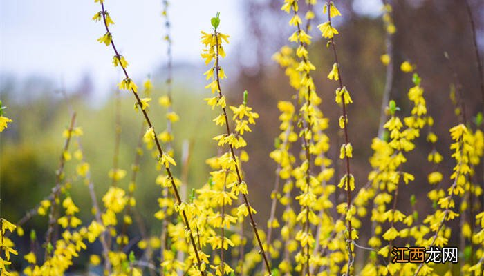 迎春花夏天怎么养护 迎春花夏天的养护和管理