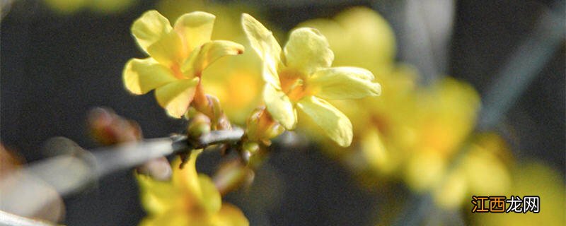 迎春花夏天怎么养护 迎春花夏天的养护和管理