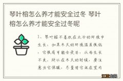 琴叶榕怎么养才能安全过冬 琴叶榕怎么养才能安全过冬呢