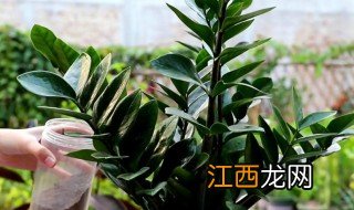 雪铁芋怎么养才能安全过冬 雪铁芋的养殖方法和注意事项