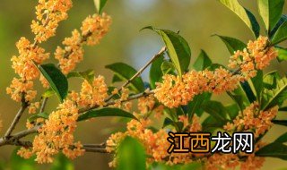 桂花怎么养才能安全过冬 桂花怎么养才能安全过冬呢