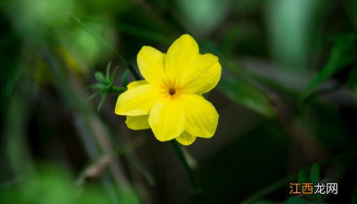 迎春花什么时候修剪比较好 迎春花什么时候修剪