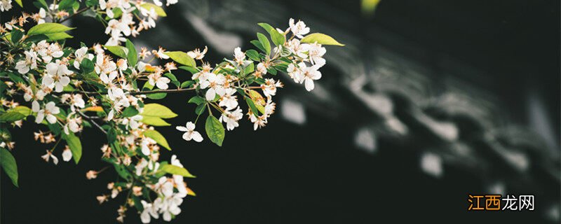 海棠花会结果吗?可以吃吗? 海棠花会结果吗