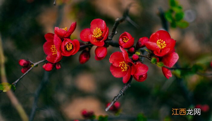 海棠花会结果吗?可以吃吗? 海棠花会结果吗