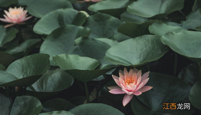 睡莲的花语和寓意 睡莲的花语