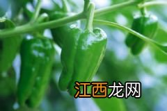 吃火锅要注意什么禁忌？火锅的食用禁忌有哪些？