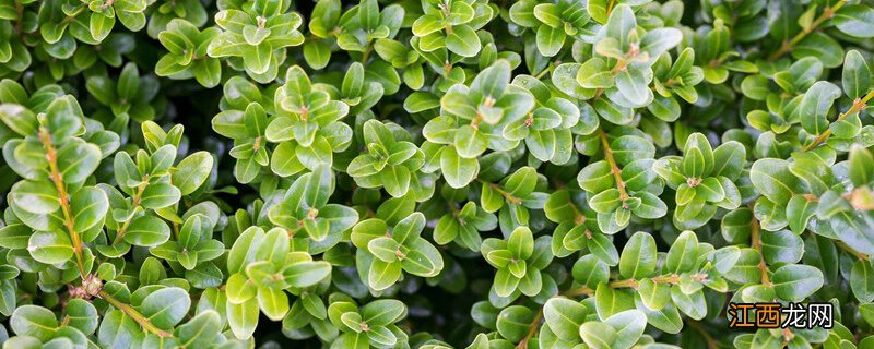 幸福树叶子一碰就掉,叶子发干怎么办