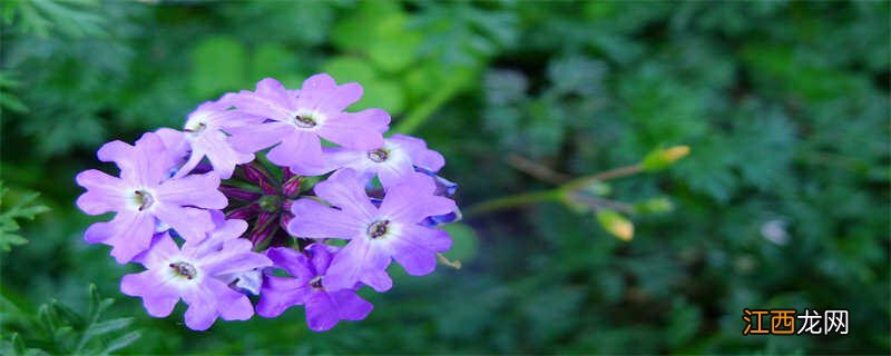 紫花地丁挖回来怎么处理好 紫花地丁挖回来怎么处理