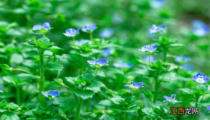 紫花地丁挖回来怎么处理好 紫花地丁挖回来怎么处理