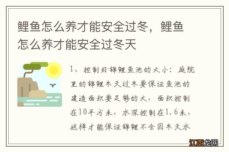 鲤鱼怎么养才能安全过冬，鲤鱼怎么养才能安全过冬天