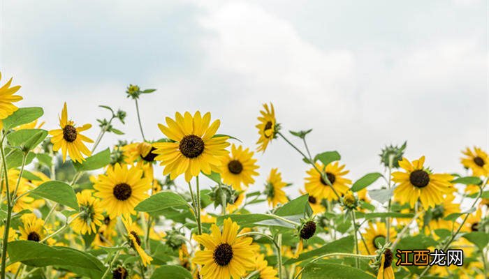 光辉岁月花期多久 光辉岁月花期一年开几次