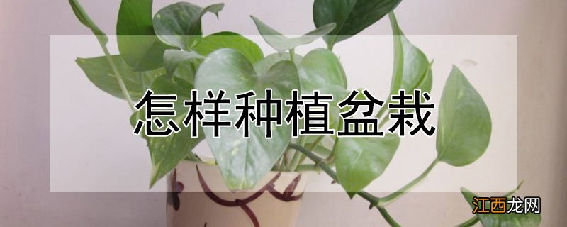 怎样种植盆栽