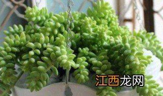 玉坠多肉怎么扦插 多肉植物玉缀能扦插吗