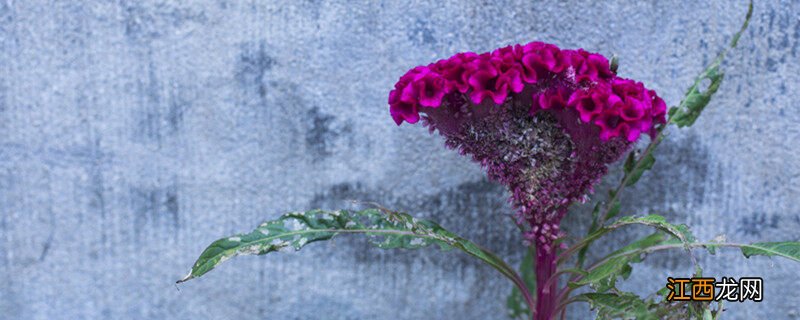 鸡冠花每天几点开花时间 鸡冠花每天几点开花