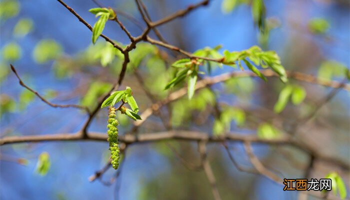鸡冠花每天几点开花时间 鸡冠花每天几点开花