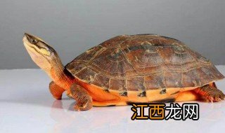 金钱龟的正确养殖方法和注意事项 金钱龟如何养护和禁忌